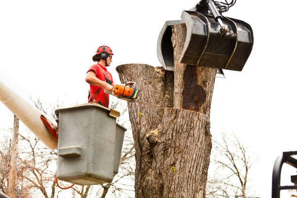 Best Emergency Tree Removal  in Vandenberg Af, CA